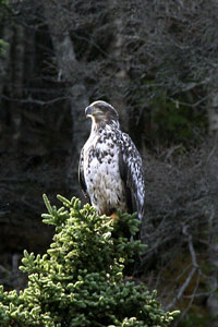 Bird photography by Betty Fold Gallery